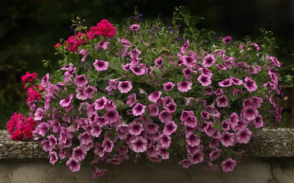 Pink Purple Morning Glory Dense Petals Blooming
