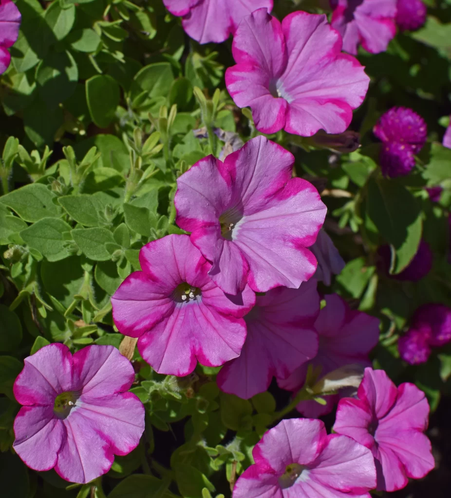 Pink Purple Petals Blooming Vibrant