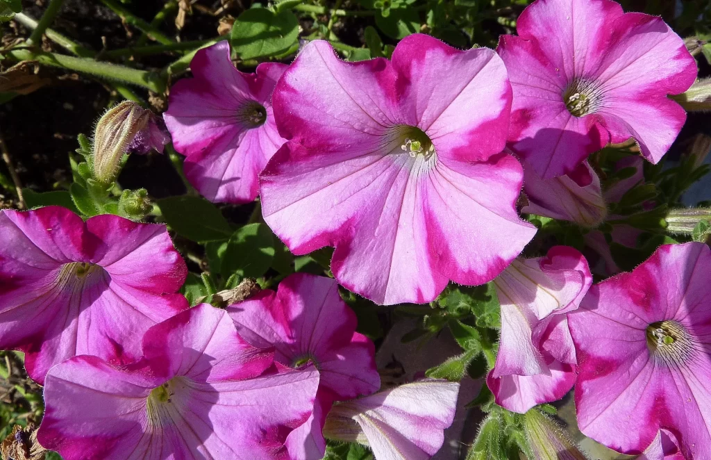 Pink Purple Petals Blooming Sunlit