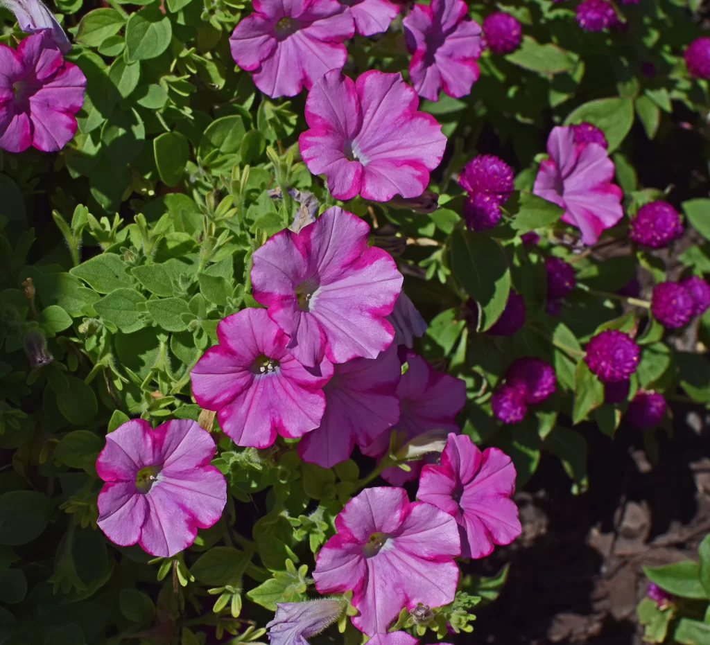 Pink Purple Petals Blooming Garden