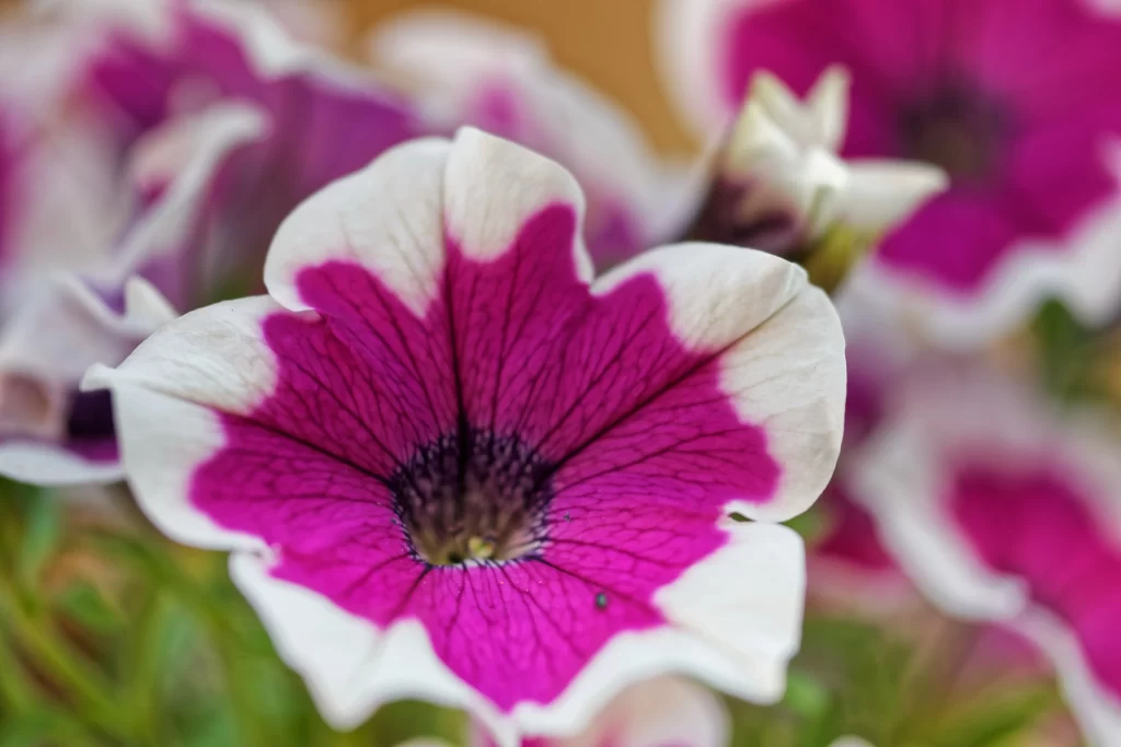Pink Purple Petals Veins Center