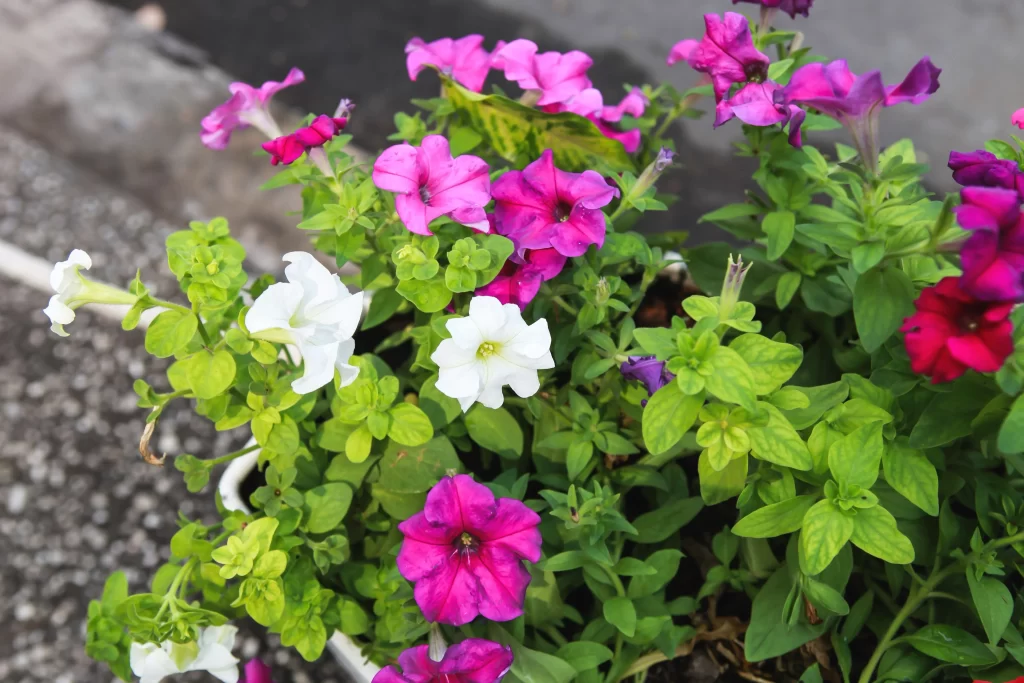 Pink Purple White Petals Leaves Blooming