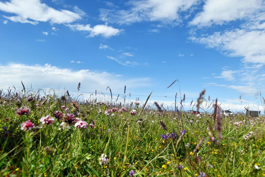 Pink Purple Yellow Wildflowers Blooming Field