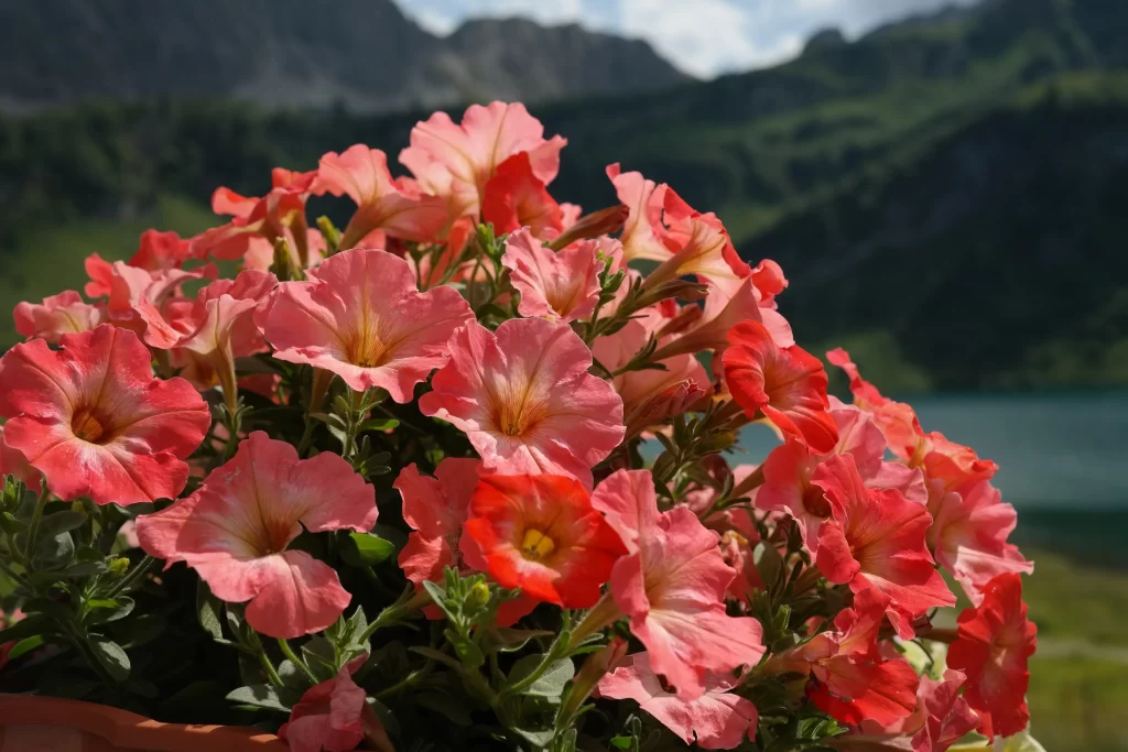 Pink Red Morning Glory Petals Blooming Nature