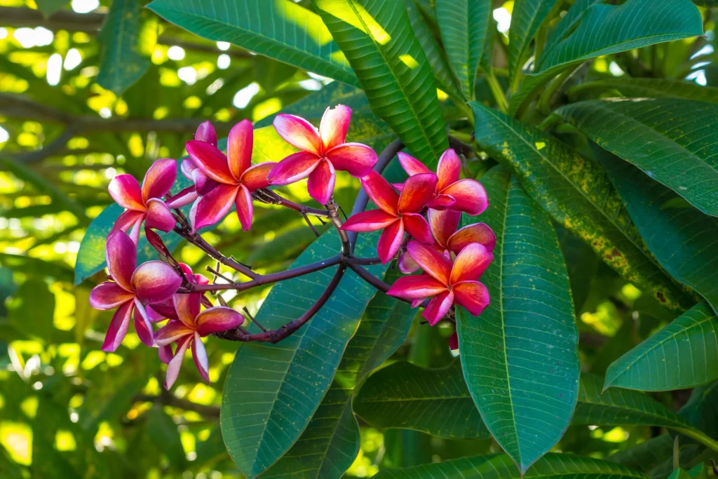 Pink Red Plumeria Petals Sunlight Green Leaves
