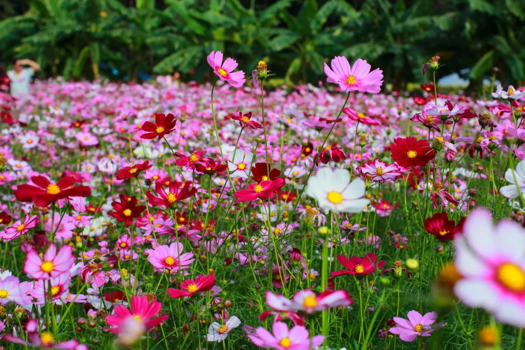 Pink Red White Cosmos Petals Yellow Center