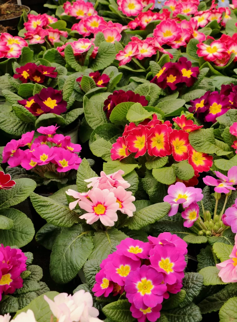 Pink Red Yellow Primrose Petals Leaves
