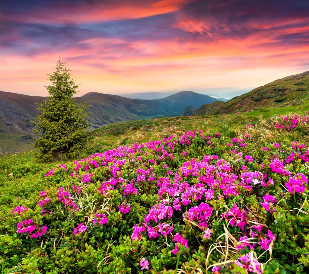 Pink Rhododendron Blooming Hillside Sunset