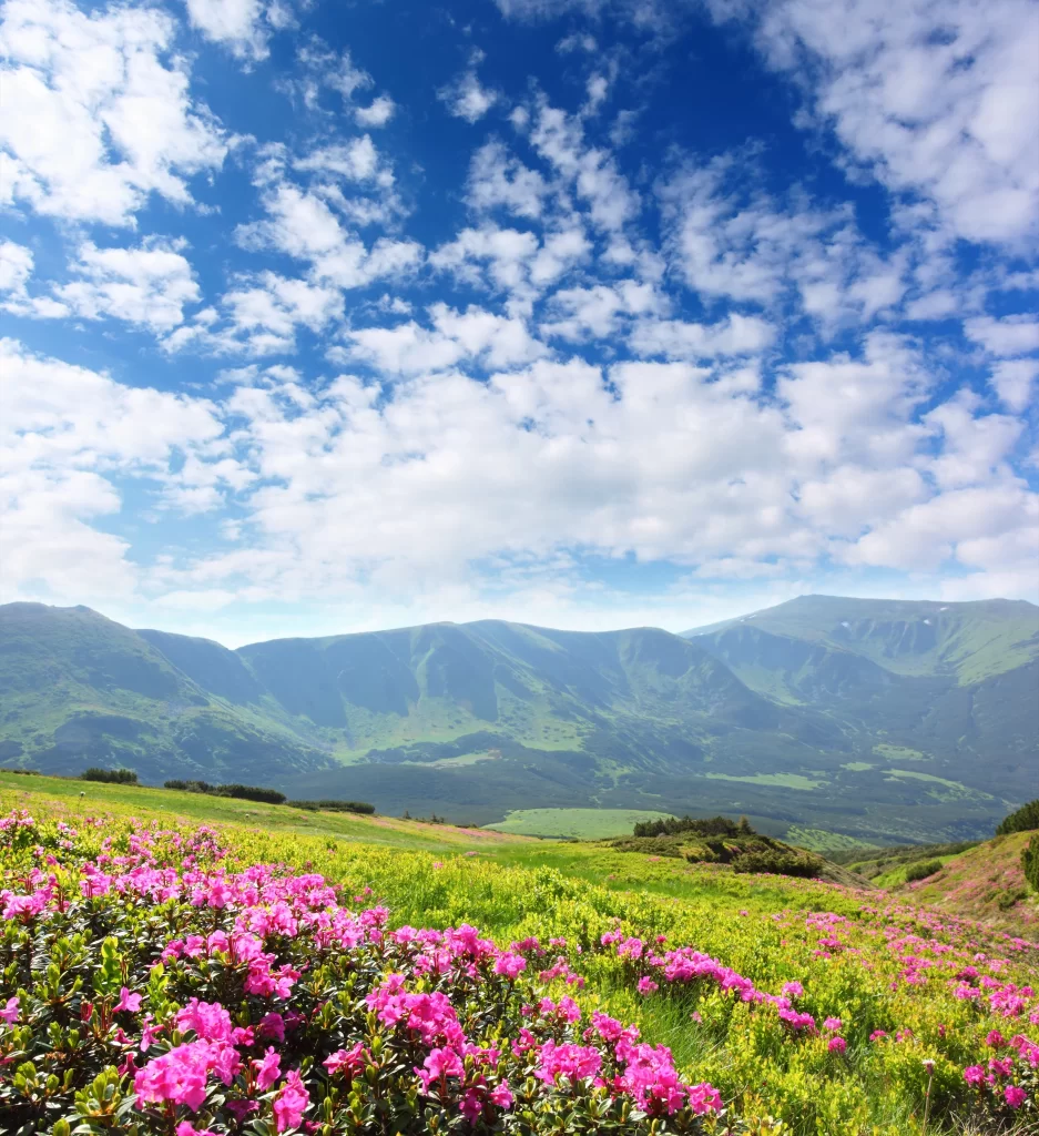 Pink Rhododendron Blooms Greenery Mountain Scenic