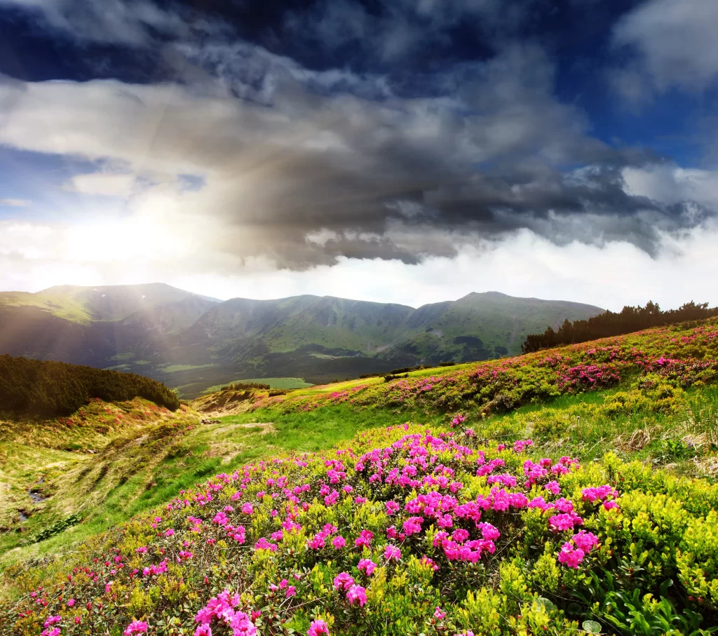 Pink Rhododendron Blooms Hillside Sunlight