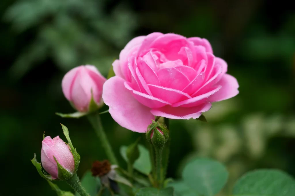Pink Rose Bloom Petals Dewdrops Greenery