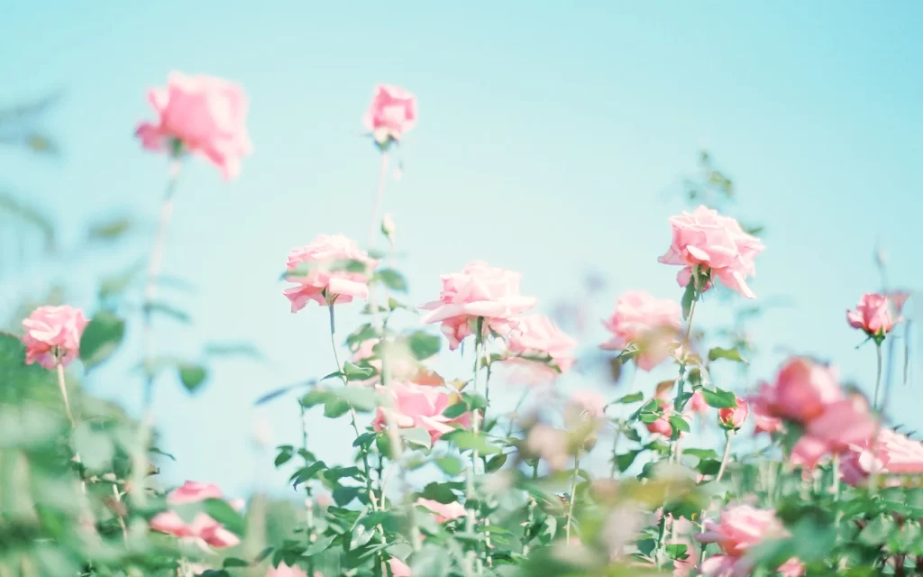 Pink Rose Bloom Petals Green gray Leaves