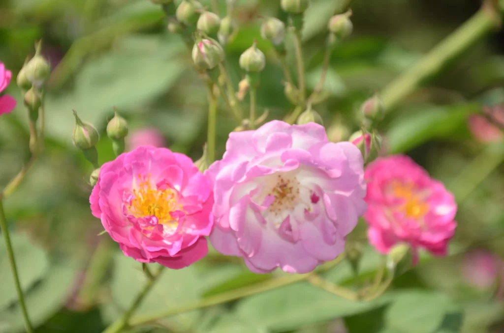 Pink Rose Bloom Petals Yellow Center Green Leaves