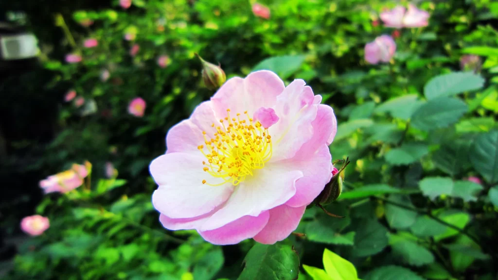 Pink Rose Bloom Petals Yellow Stamen