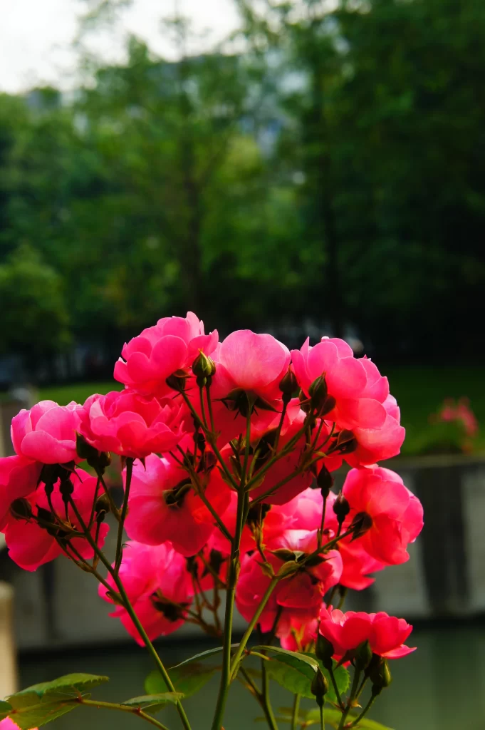 Pink Rose Blooms Petals Greenery