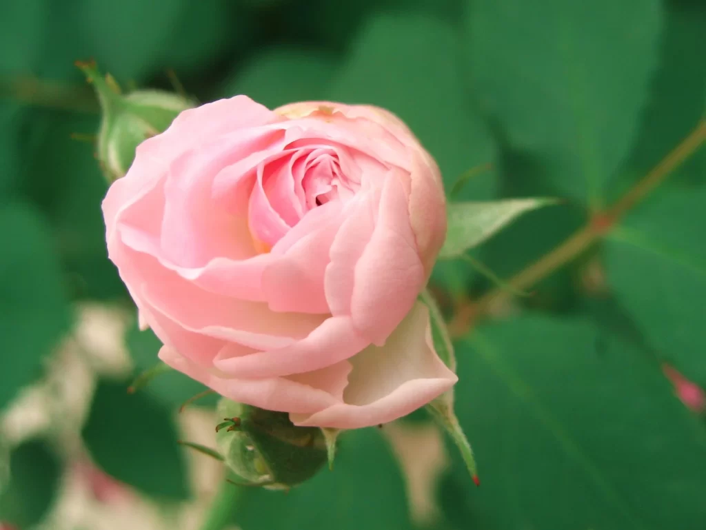 Pink Rose Bud Petals Green Leaves