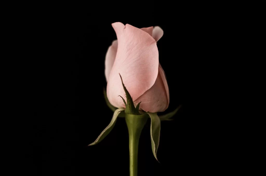 Pink Rose Bud Petals Green Stem
