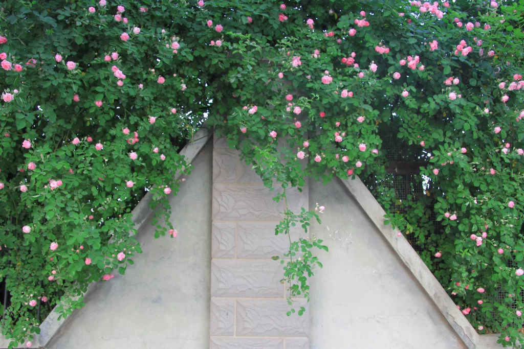 Pink Rose Bush Blooms Green gray Leaves