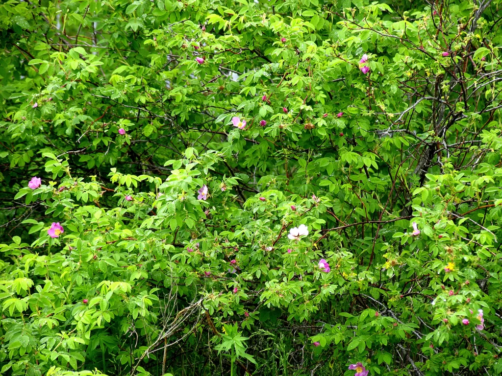 Pink Rose Bush Blooms Green warm Leaves