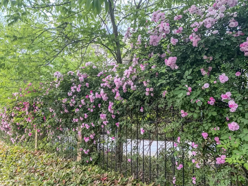 Pink Rose Bush Blooms Lush Greenery