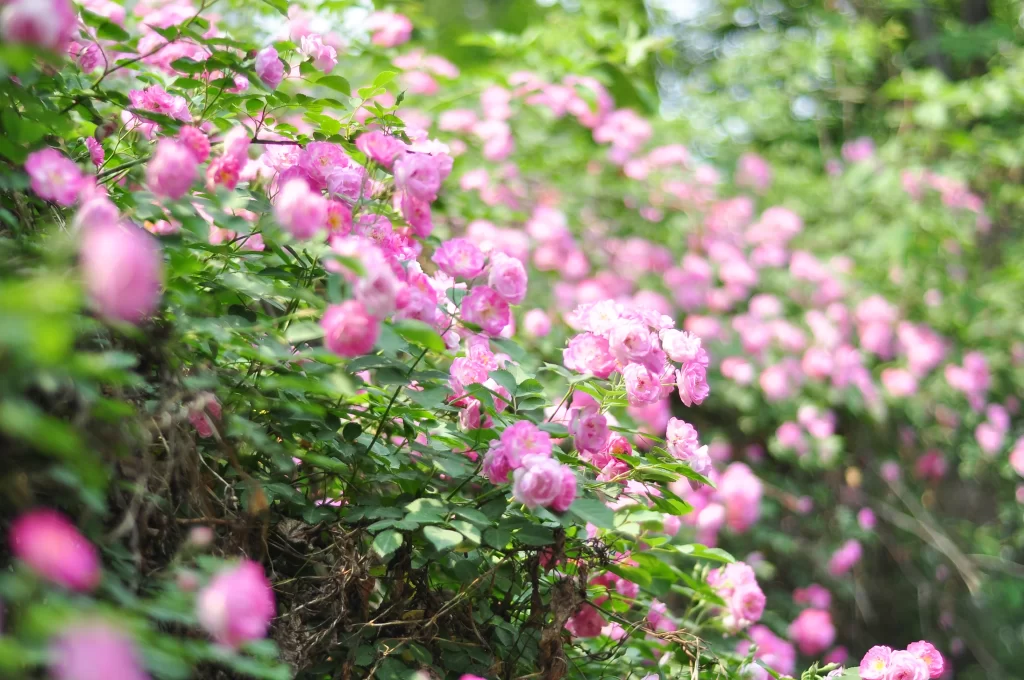 Pink Rose Bush Petals Blooming Green