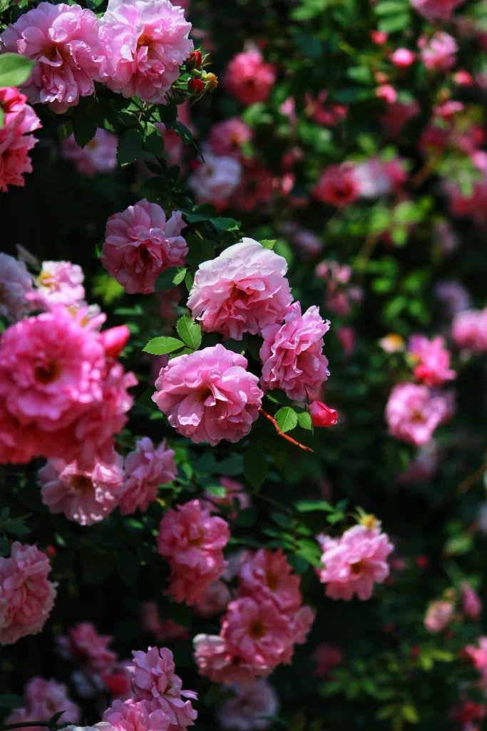 Pink Rose Bush Petals Green gray Leaves
