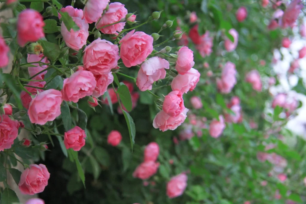 Pink Rose Bush Petals Green gray Leaves