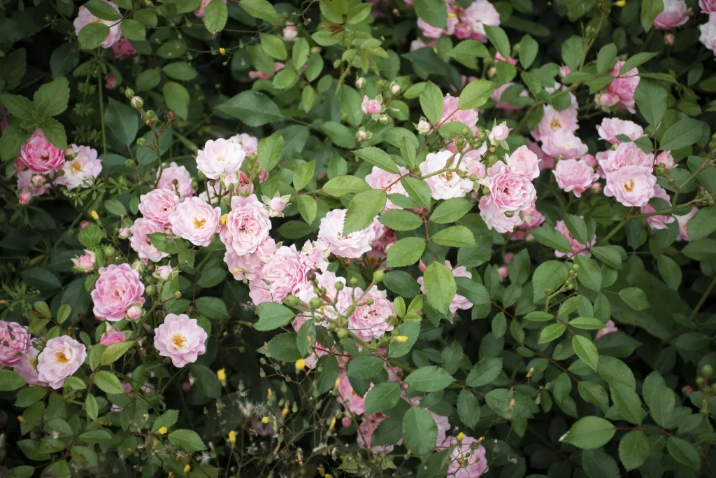 Pink Rose Bush Petals Green gray Leaves