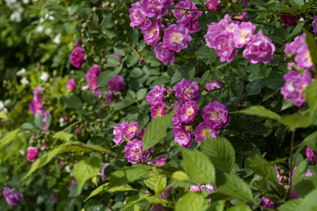 Pink Rose Bush Petals Green gray Leaves