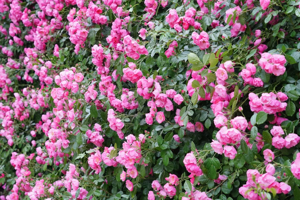 Pink Rose Bush Petals Green gray Leaves