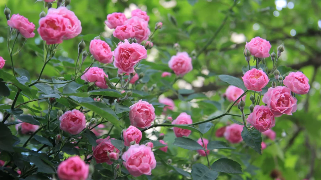 Pink Rose Bush Petals Green gray Leaves