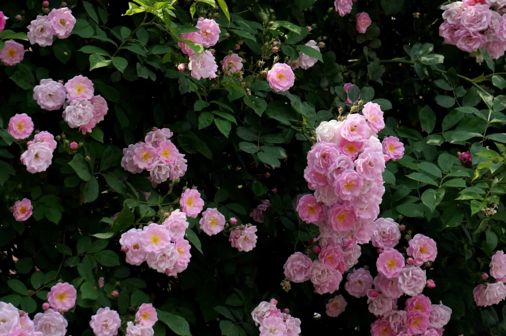 Pink Rose Bush Petals Green dark Leaves
