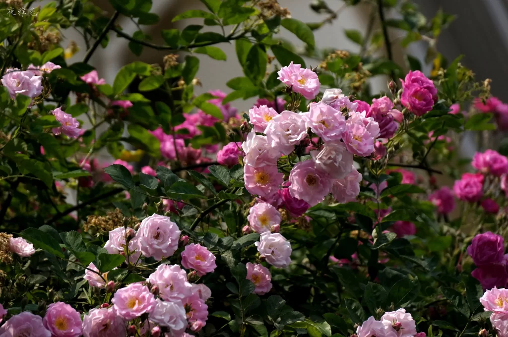 Pink Rose Bush Petals Green gray Leaves