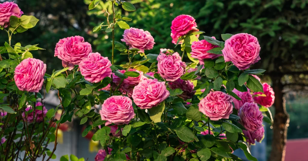 Pink Rose Bush Petals Green gray Leaves