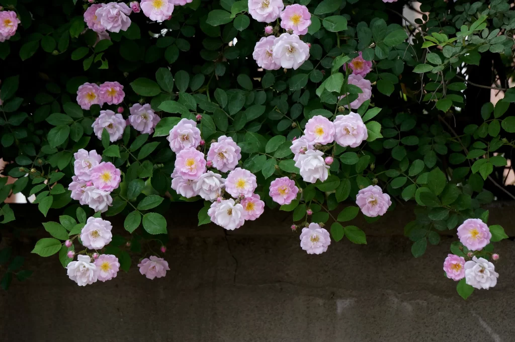 Pink Rose Bush Petals Leaves