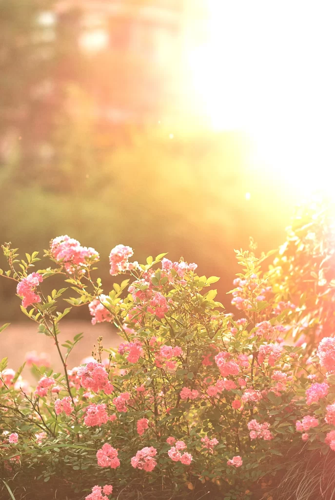 Pink Rose Bush Petals Sunlight
