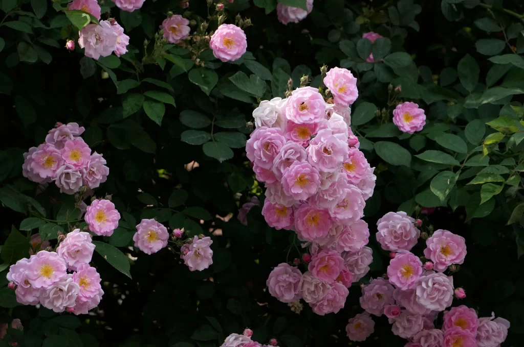 Pink Rose Bush Petals Yellow Centers Green Leaves