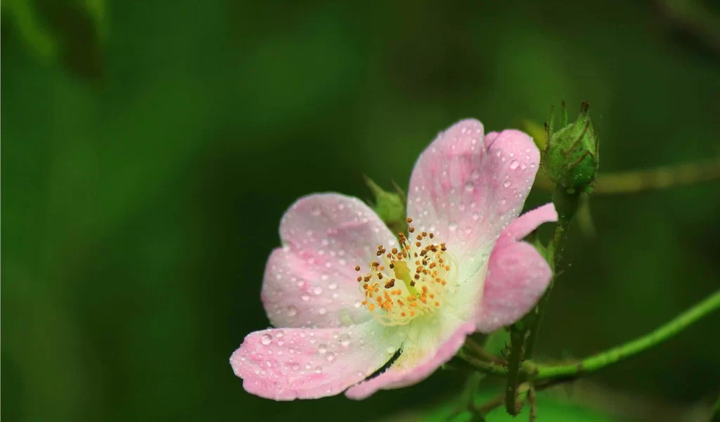 Pink Rose Dewdrops Petals Greenery