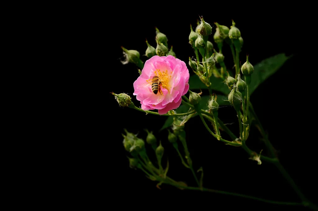 Pink Rose Petals Bee Yellow Center