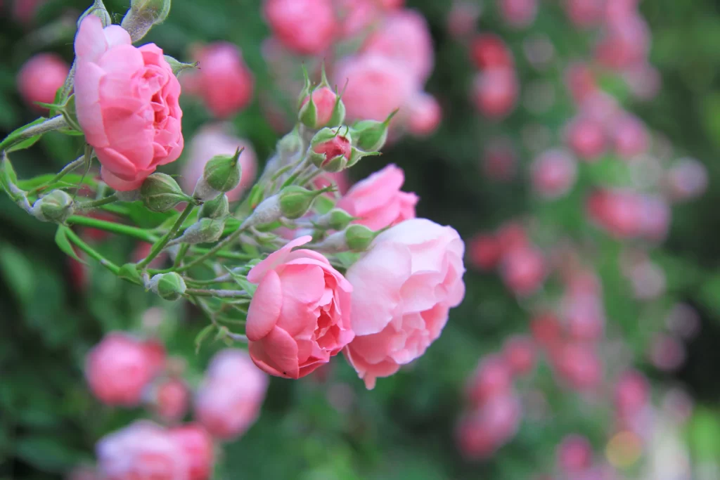 Pink Rose Petals Bloom Bud gray Green