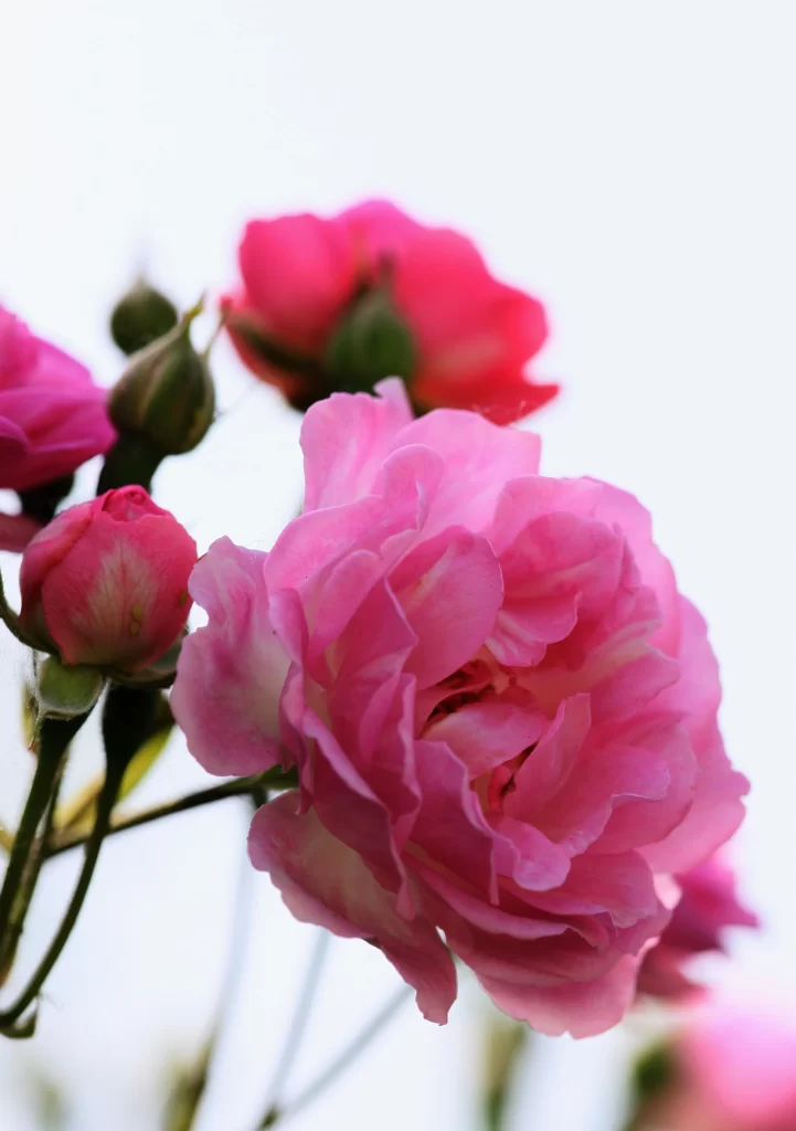 Pink Rose Petals Bloom Bud