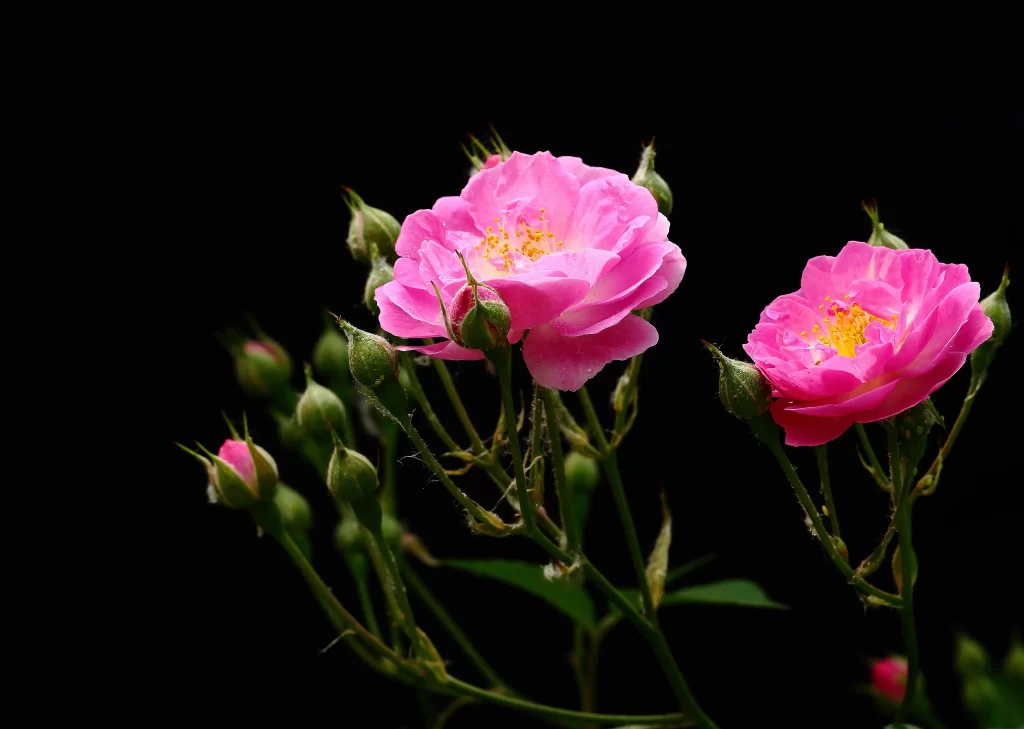 Pink Rose Petals Bloom Buds Green