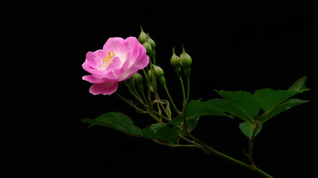 Pink Rose Petals Bloom Bud dark Green