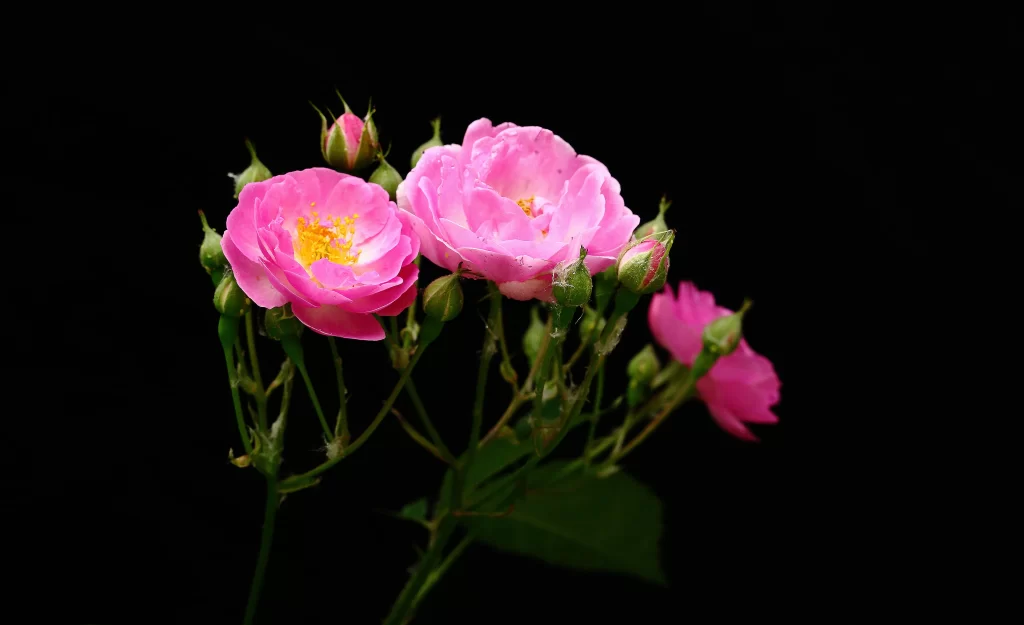 Pink Rose Petals Bloom Bud dark Green