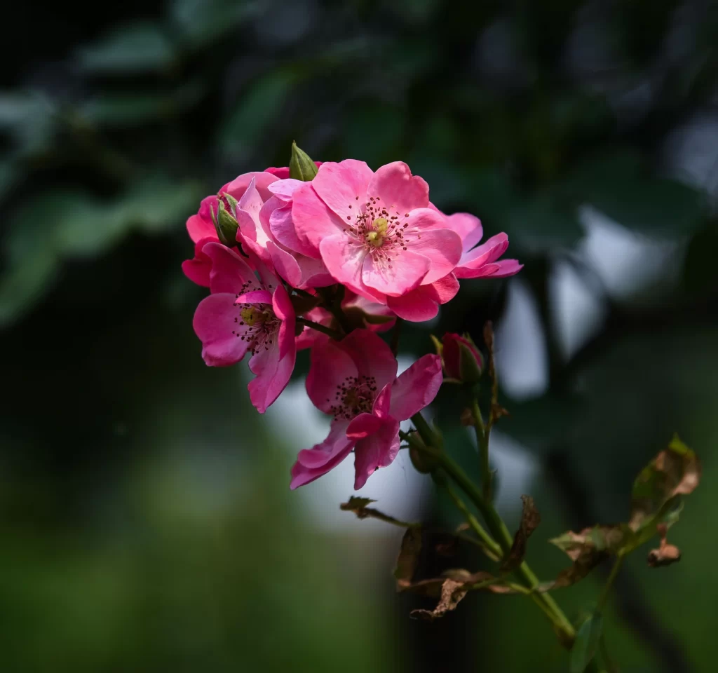 Pink Rose Petals Bloom dark Green