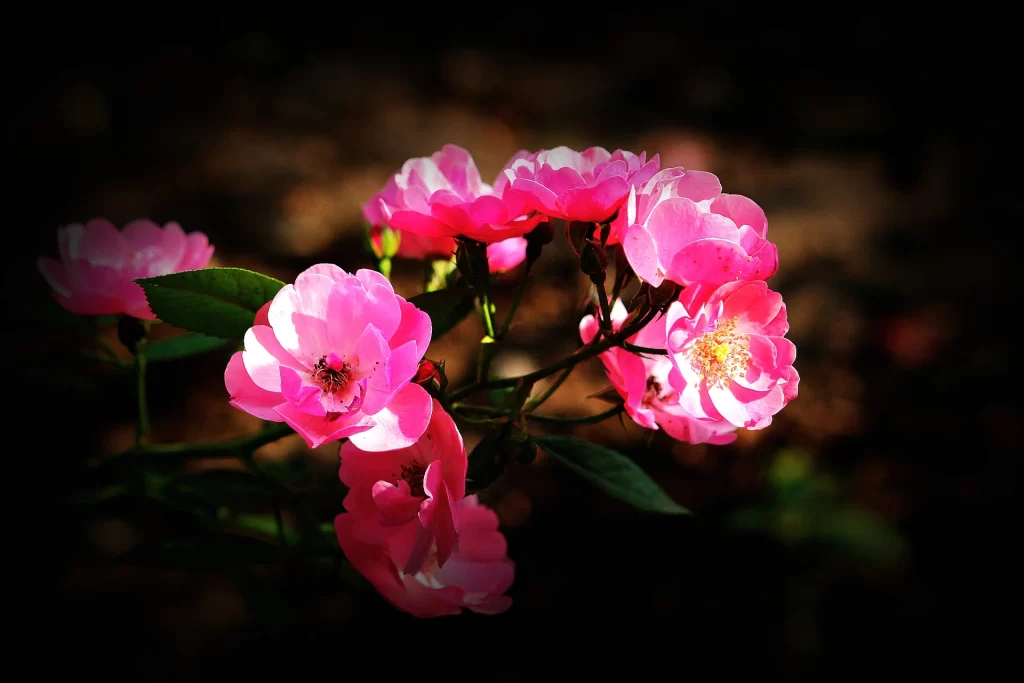 Pink Rose Petals Bloom dark Garden