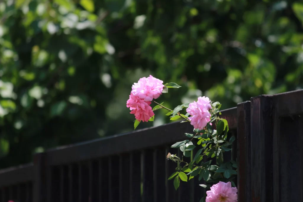 Pink Rose Petals Bloom Fence