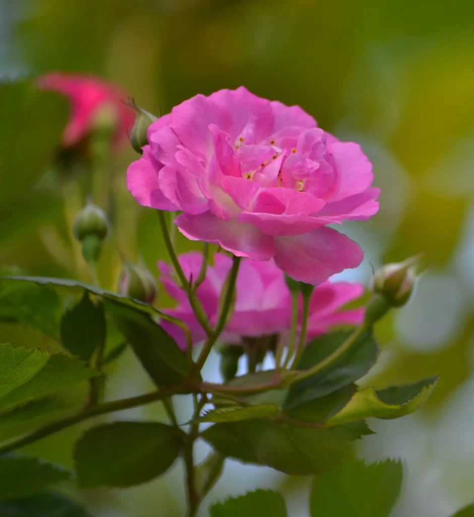 Pink Rose Petals Bloom Green warm Leaves