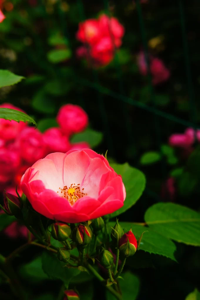 Pink Rose Petals Bloom Green dark Leaves