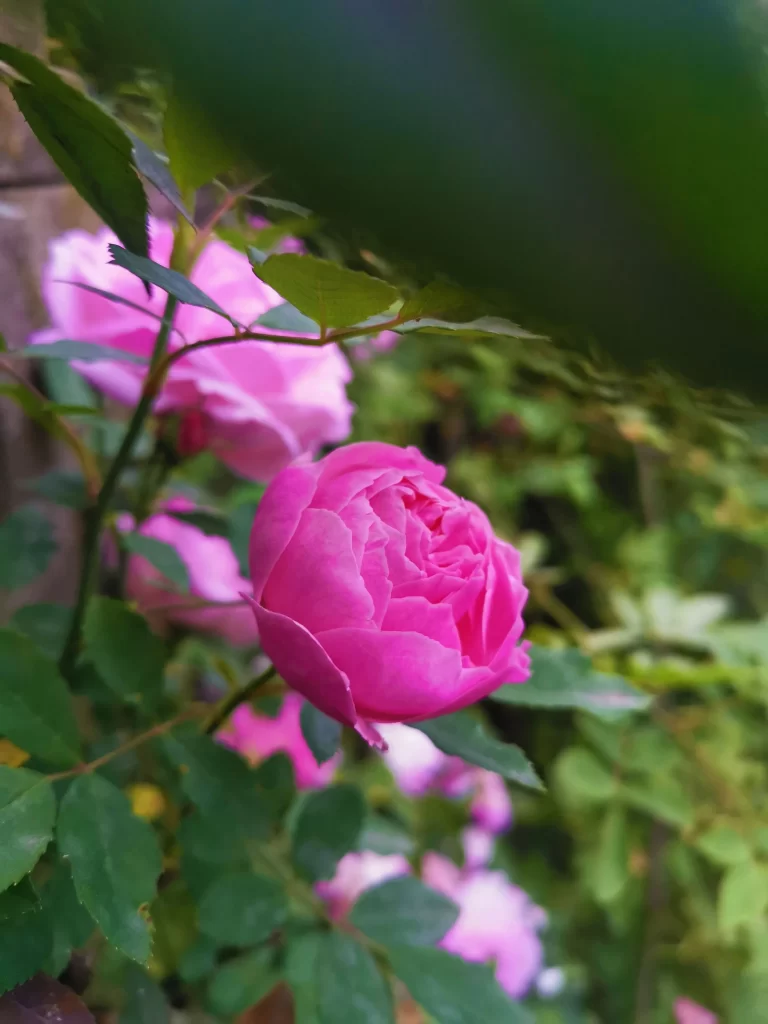 Pink Rose Petals Bloom Green gray Leaves